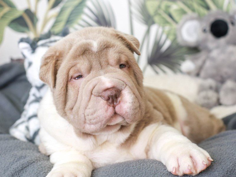 Bullpei-Male-lilac dilut-3475864-Animal Kingdom | Puppies N Love