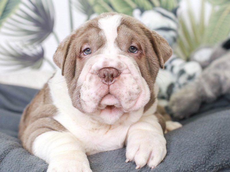 Bullpei-Female-lilac dust-3475865-Animal Kingdom | Puppies N Love