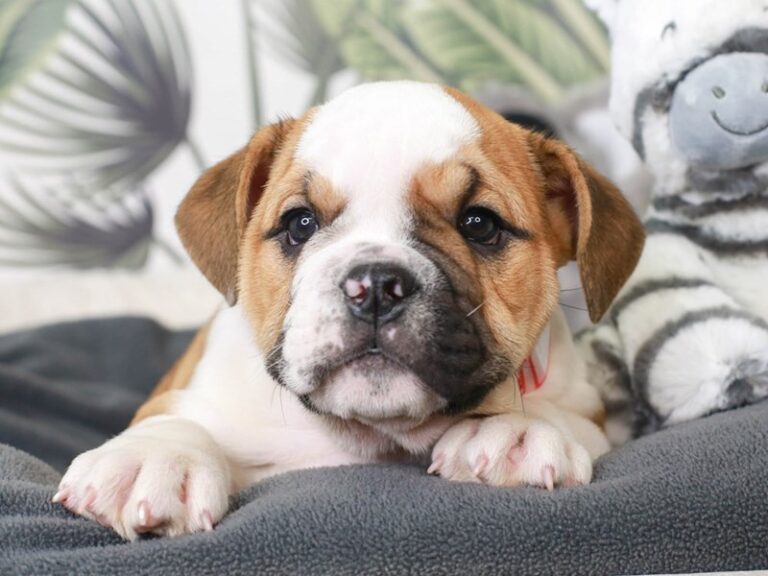 English Bulldog
