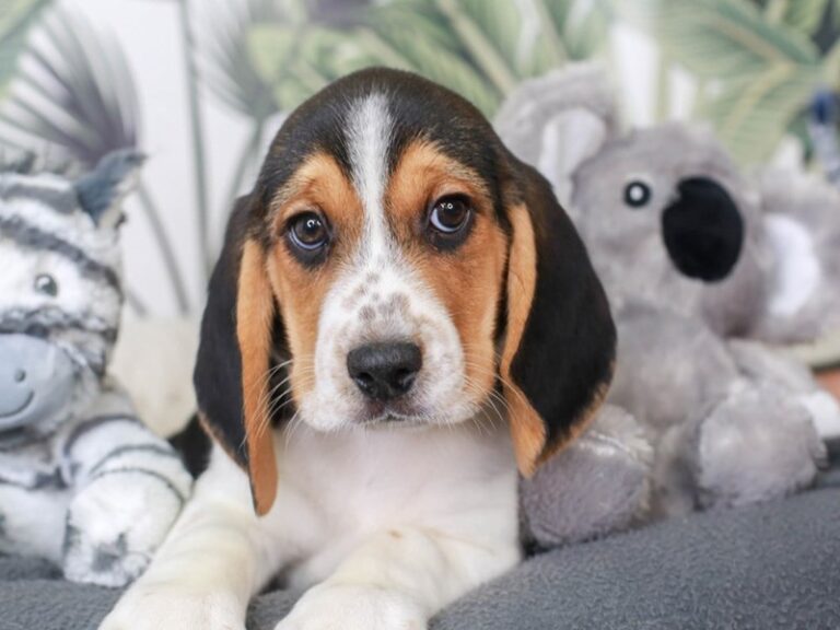 Beagle