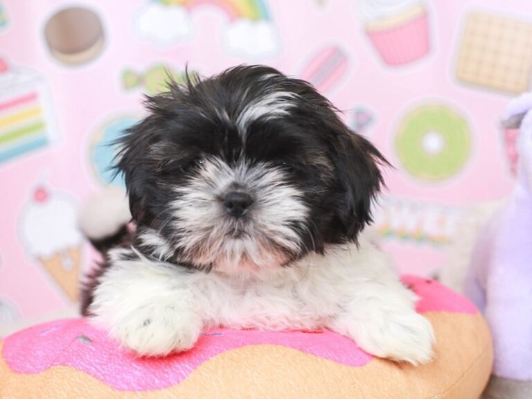 Shih Tzu