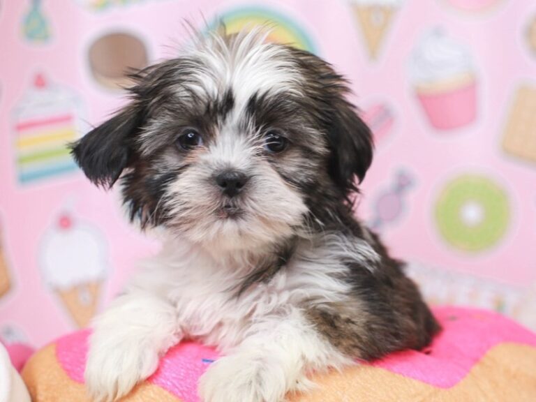 Shih Tzu