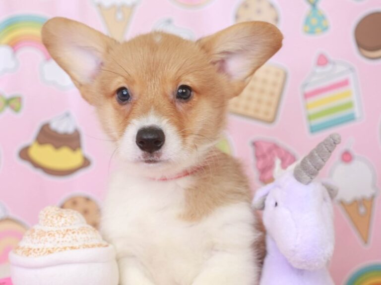Pembroke Welsh Corgi