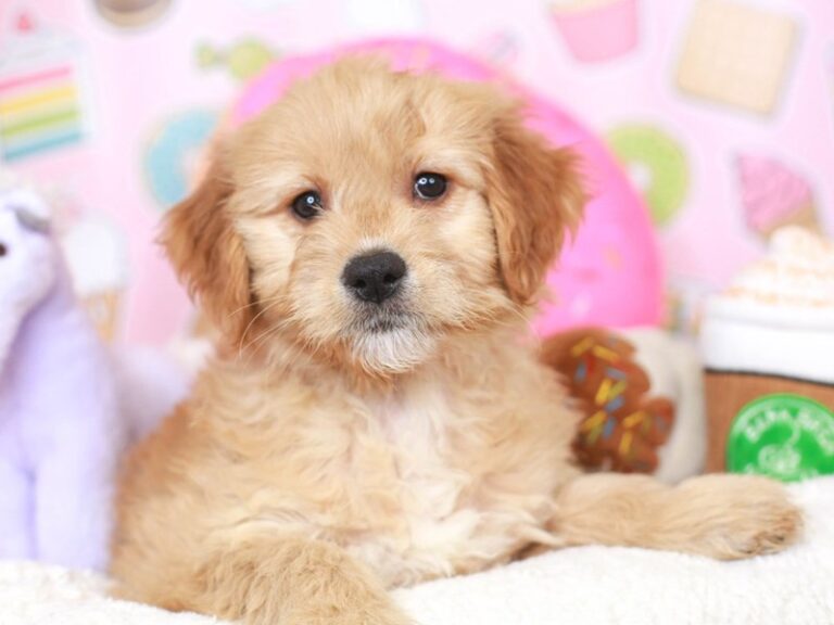 Mini Goldendoodle