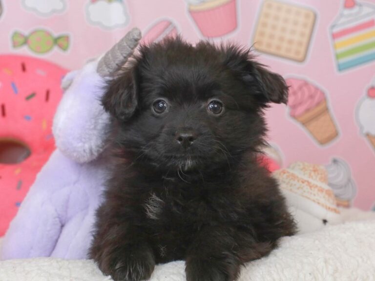 Aussiepom