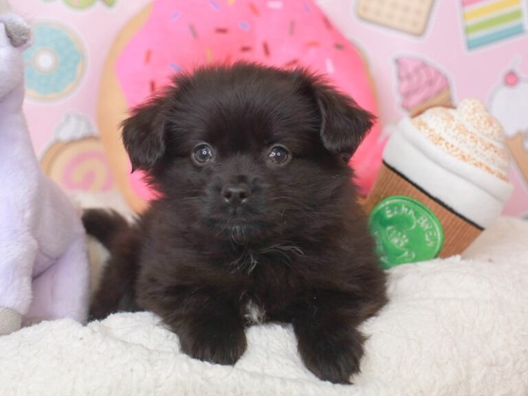 Aussiepom