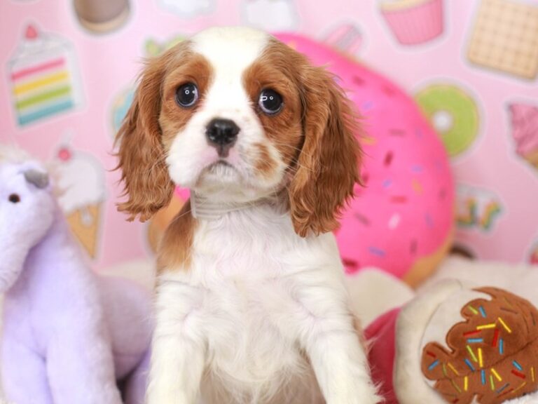 Cavalier King Charles