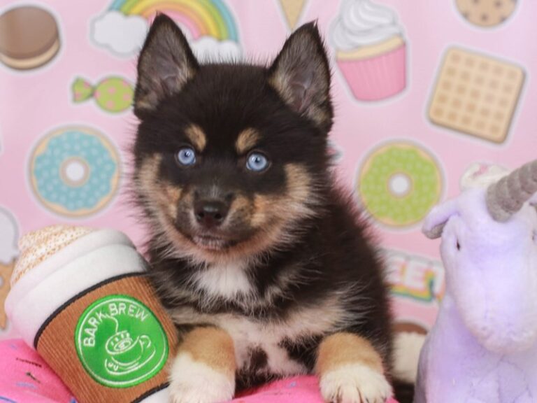 Pomsky
