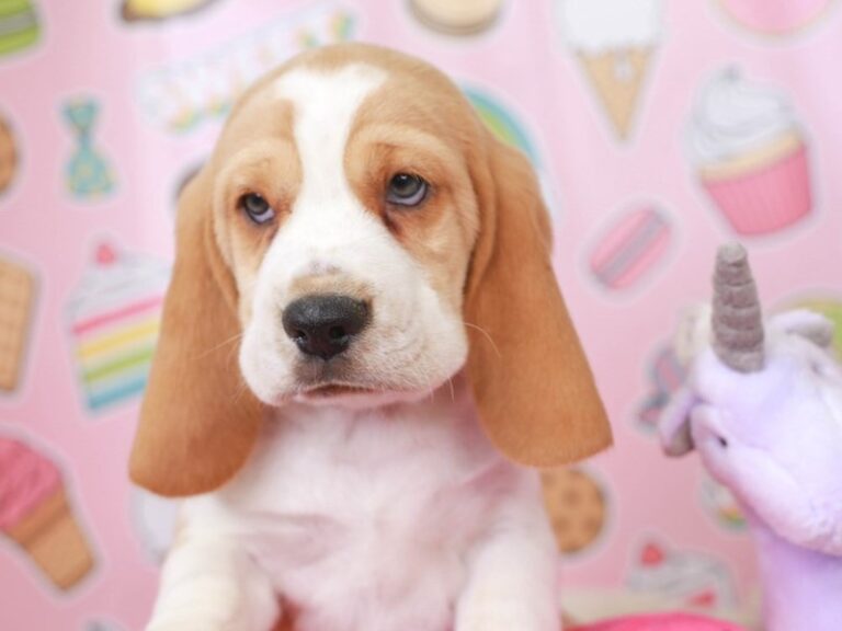 Beagle