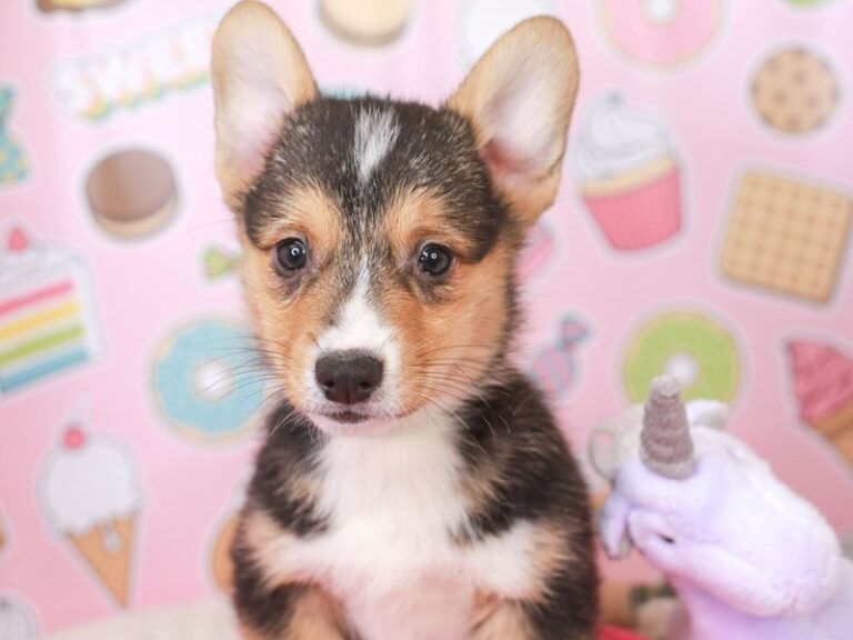 Pembroke Welsh Corgi