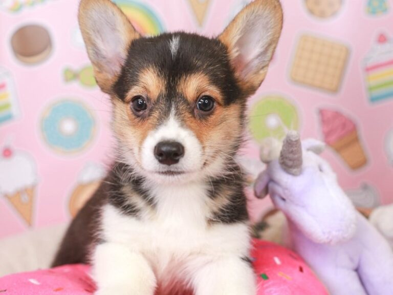Pembroke Welsh Corgi