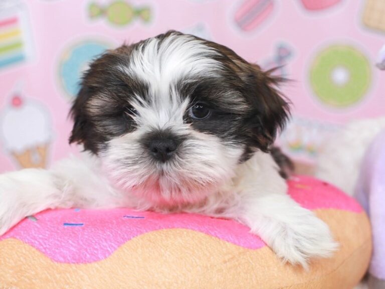 Shih Tzu