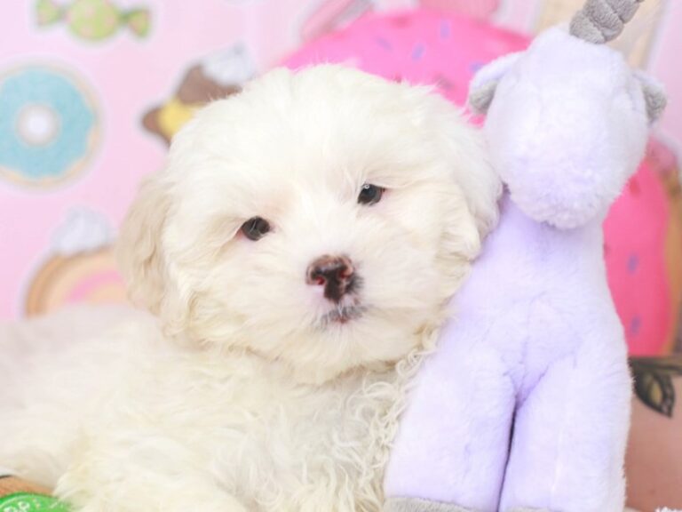 Lhasa Poo