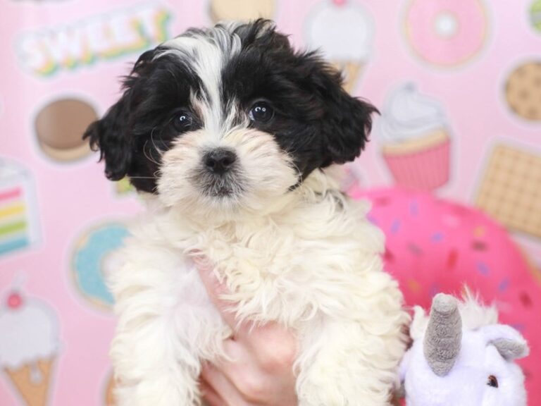 Lhasa Poo