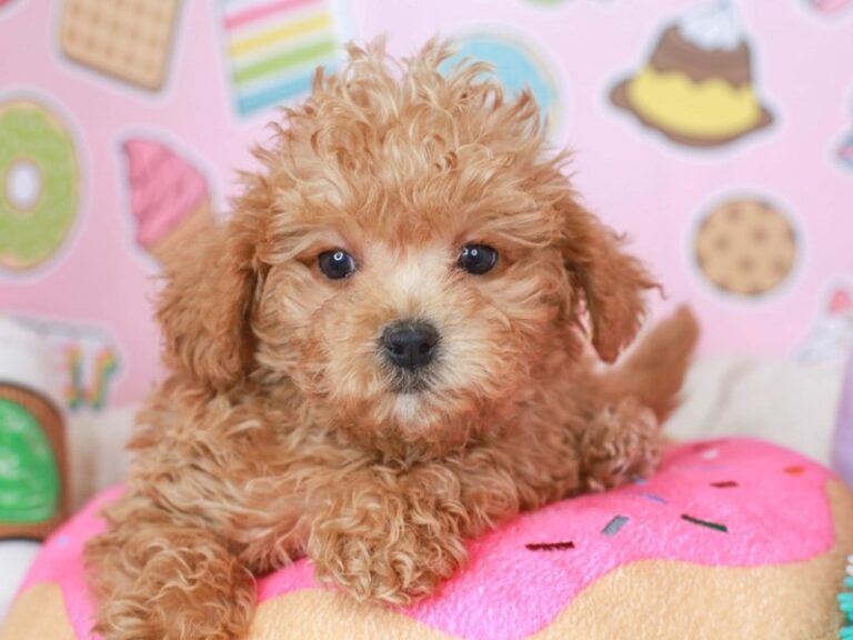 Mini Labradoodle