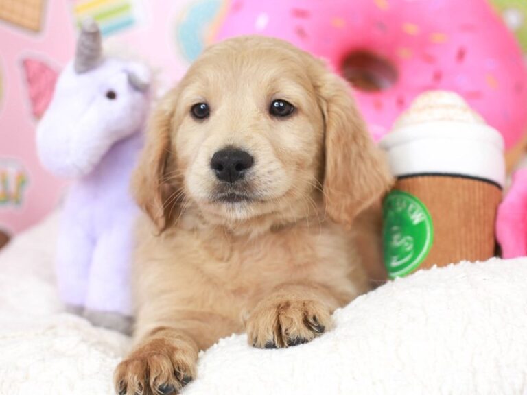 Mini Goldendoodle