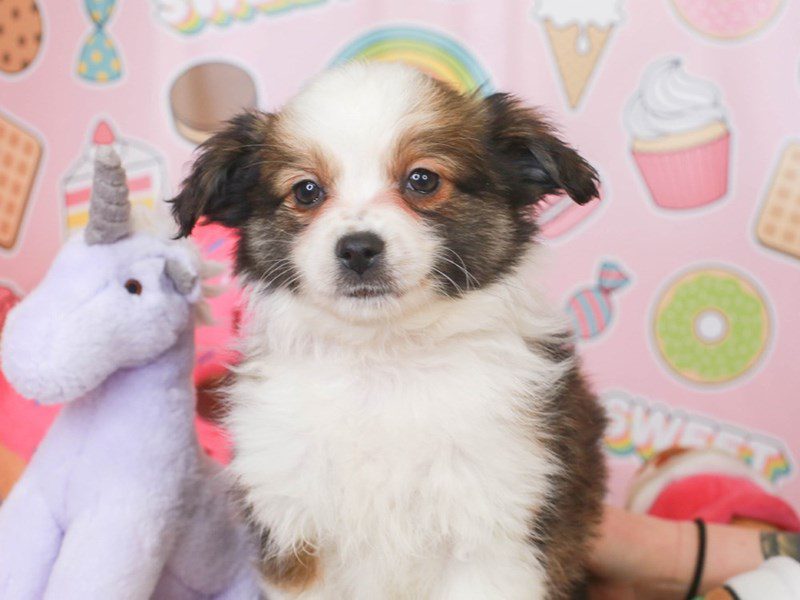 Aussiepom-Male-SABLE WHITE-3486803-Animal Kingdom | Puppies N Love