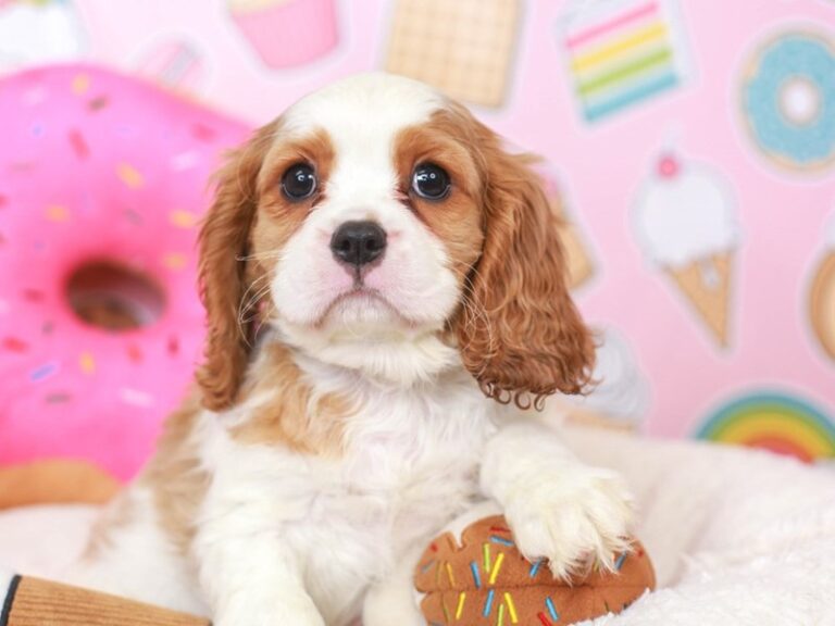 Cavalier King Charles