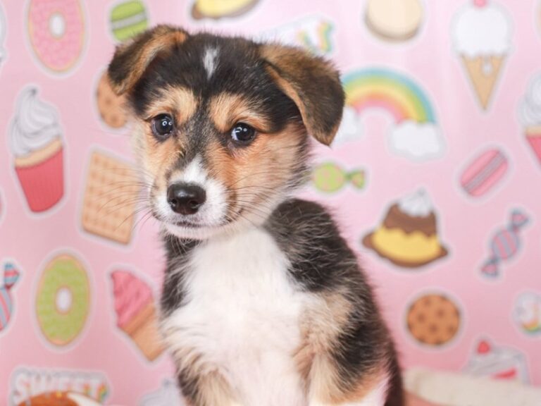 Pembroke Welsh Corgi