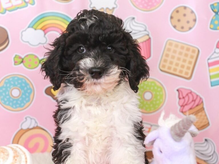 Mini Sheepadoodle