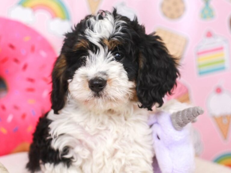 Mini Bernedoodle