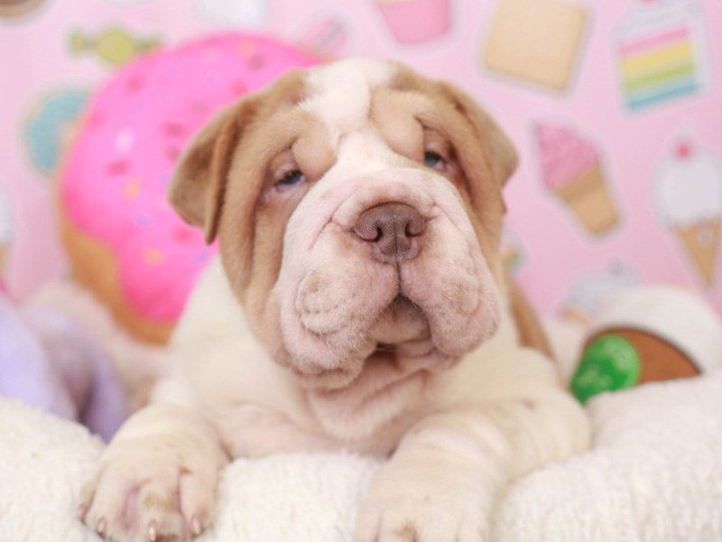 Bull Pei-Male-liver wh-3486996-Animal Kingdom | Puppies N Love