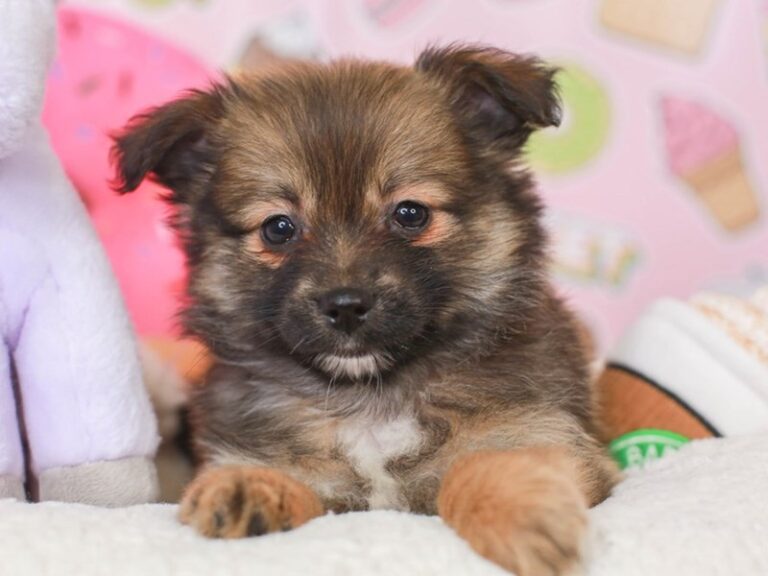 Aussiepom