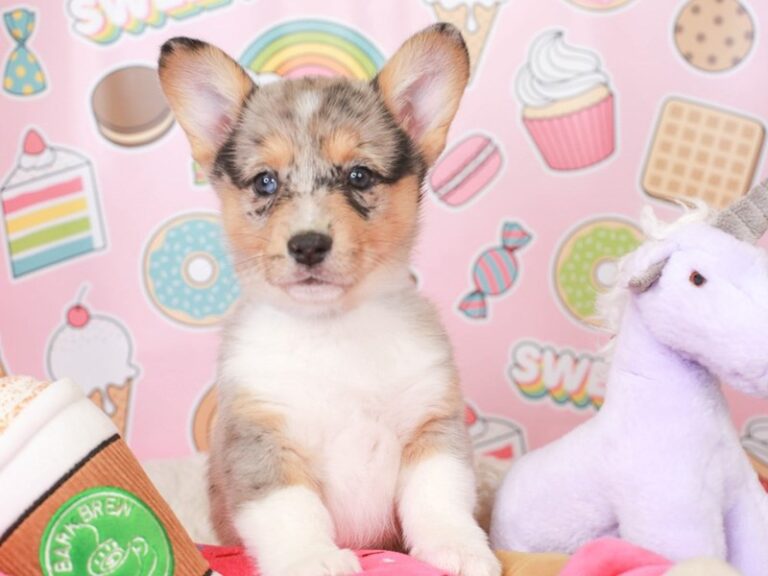 Pembroke Welsh Corgi