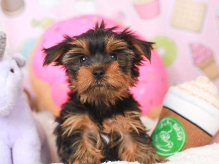 Yorkshire Terrier