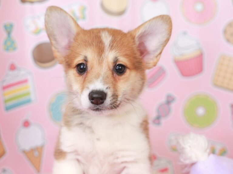 Pembroke Welsh Corgi