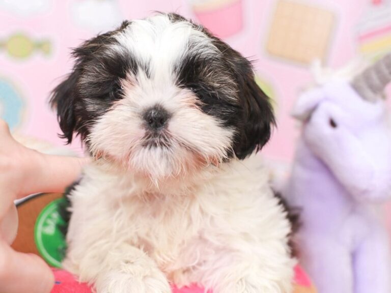 Shih Tzu