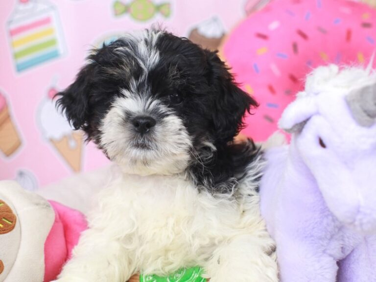Lhasa Poo