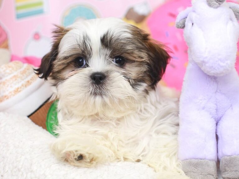 Shih Tzu