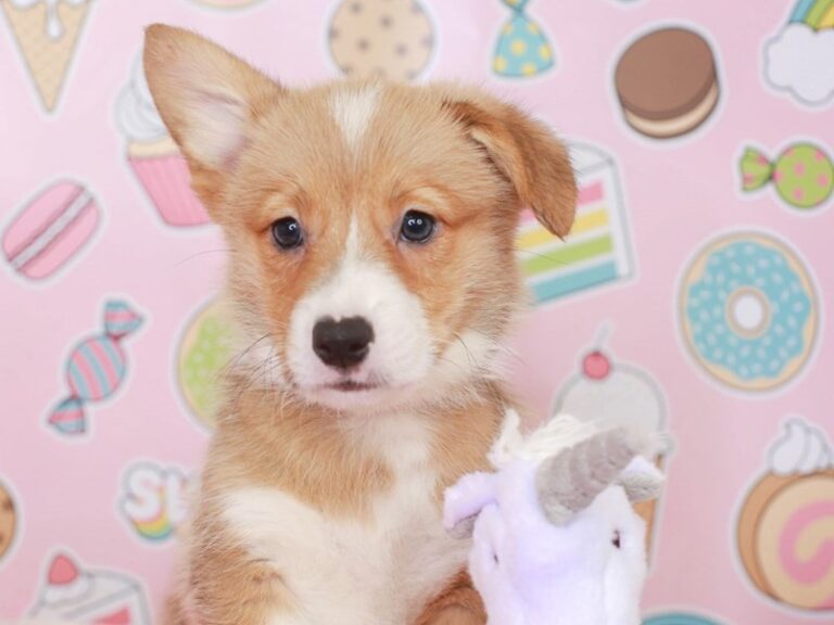 Pembroke Welsh Corgi
