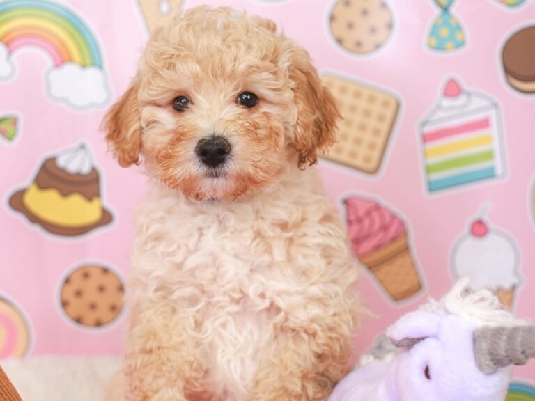 Poochon