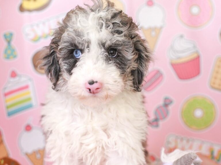Mini Sheepadoodle