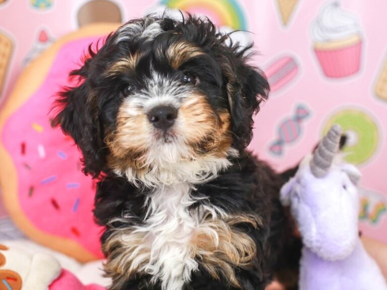 Mini Bernedoodle