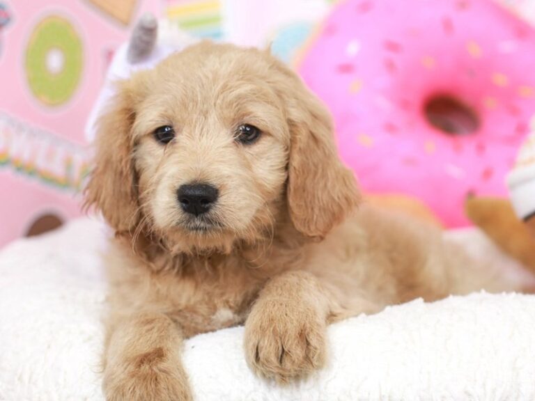 Mini Goldendoodle