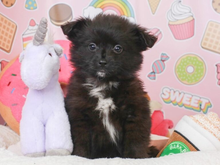 Aussiepom