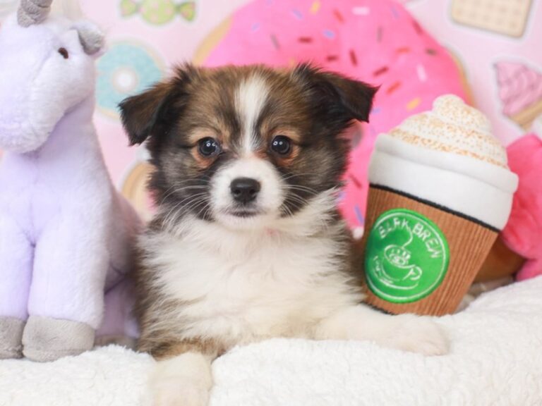 Aussiepom