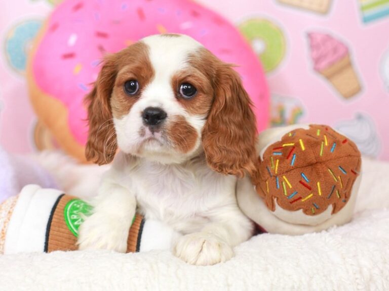 Cavalier King Charles
