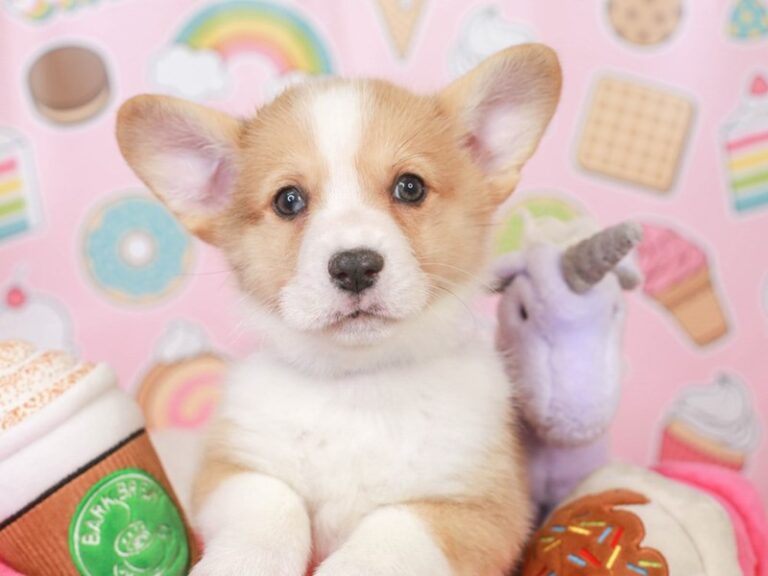 Pembroke Welsh Corgi