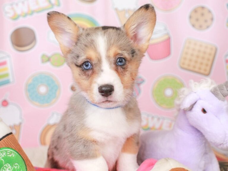 Pembroke Welsh Corgi
