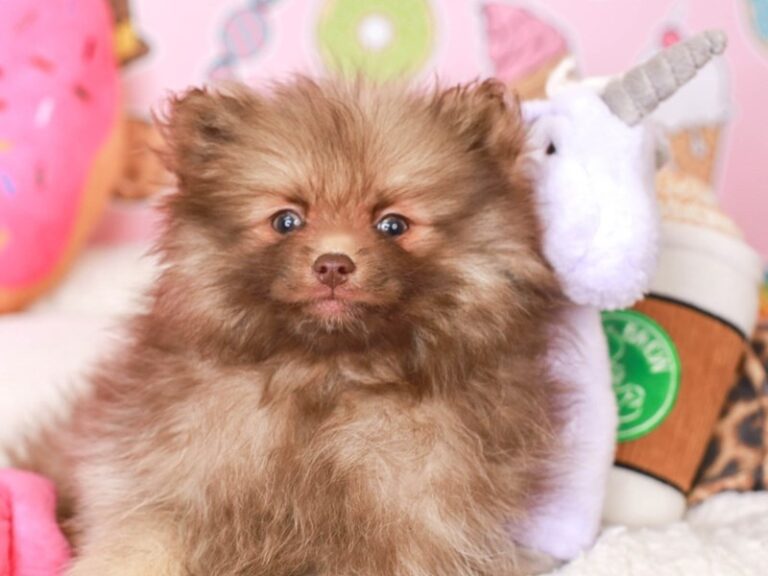 Pomeranian