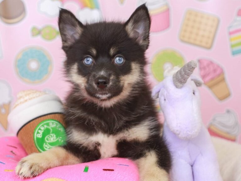 Pomsky