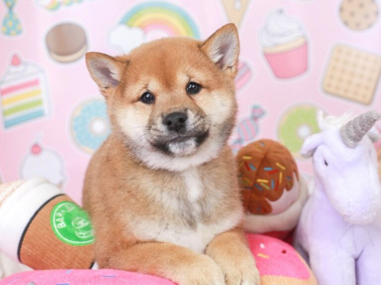 Shiba Inu