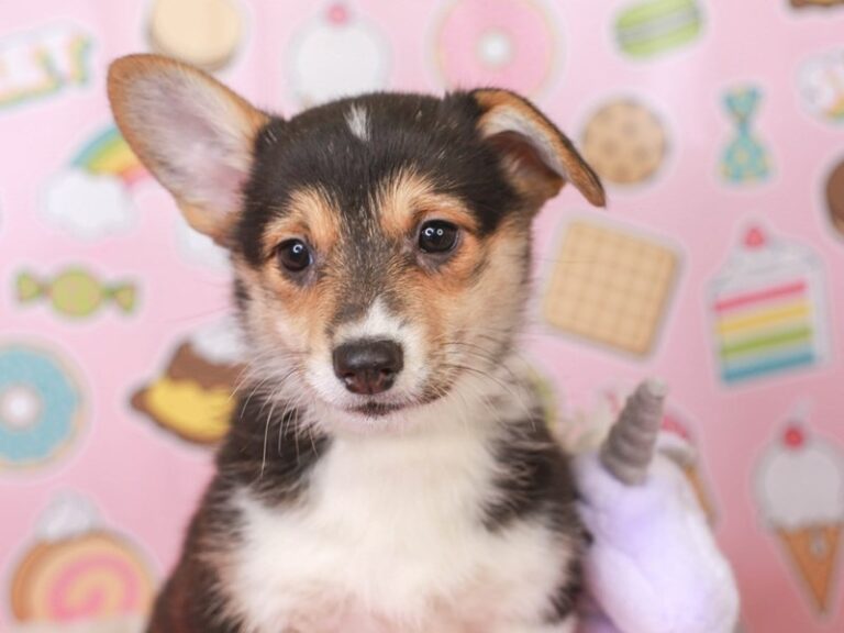 Pembroke Welsh Corgi