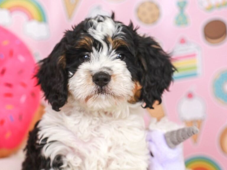Mini Bernedoodle