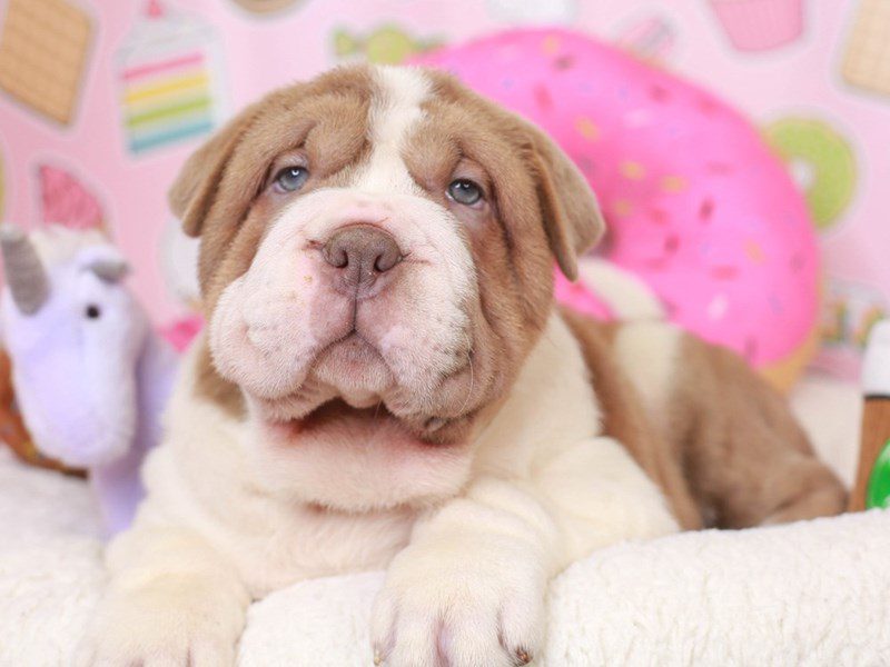 Bullpei-Male-lilac-3486997-Animal Kingdom | Puppies N Love