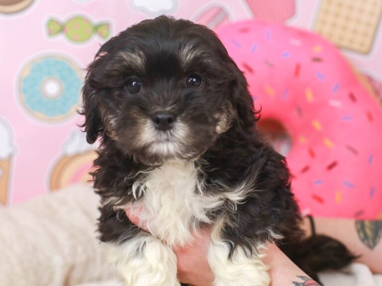 Lhasa Poo